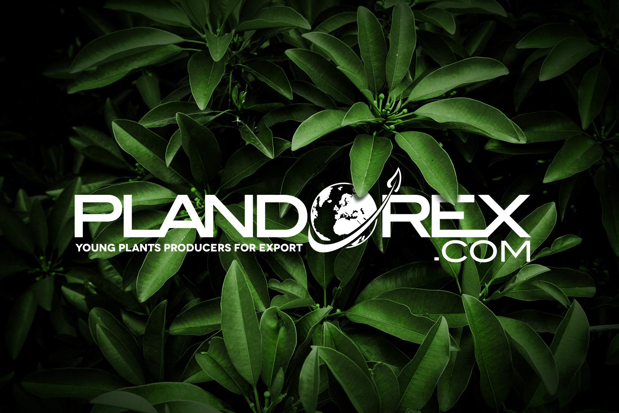 Etiquette portfolio Plandorex